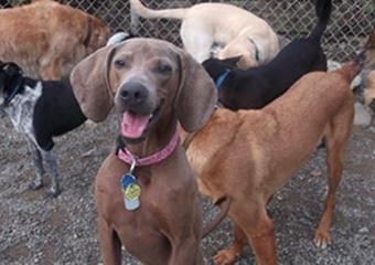 pet day care in seattle, boarding and grooming in seattle