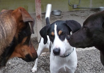 pet day care in seattle, boarding and grooming in seattle