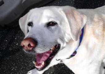 pet day care in seattle, boarding and grooming in seattle