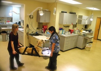 seattle veterinarian