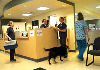 seattle animal hospital, seattle veterinarians